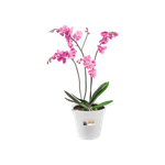 green basics orchidee 17cm transparant